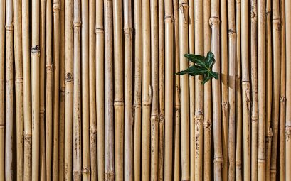 Pourquoi devrais-je choisir du bambou pour mon brise vue ?