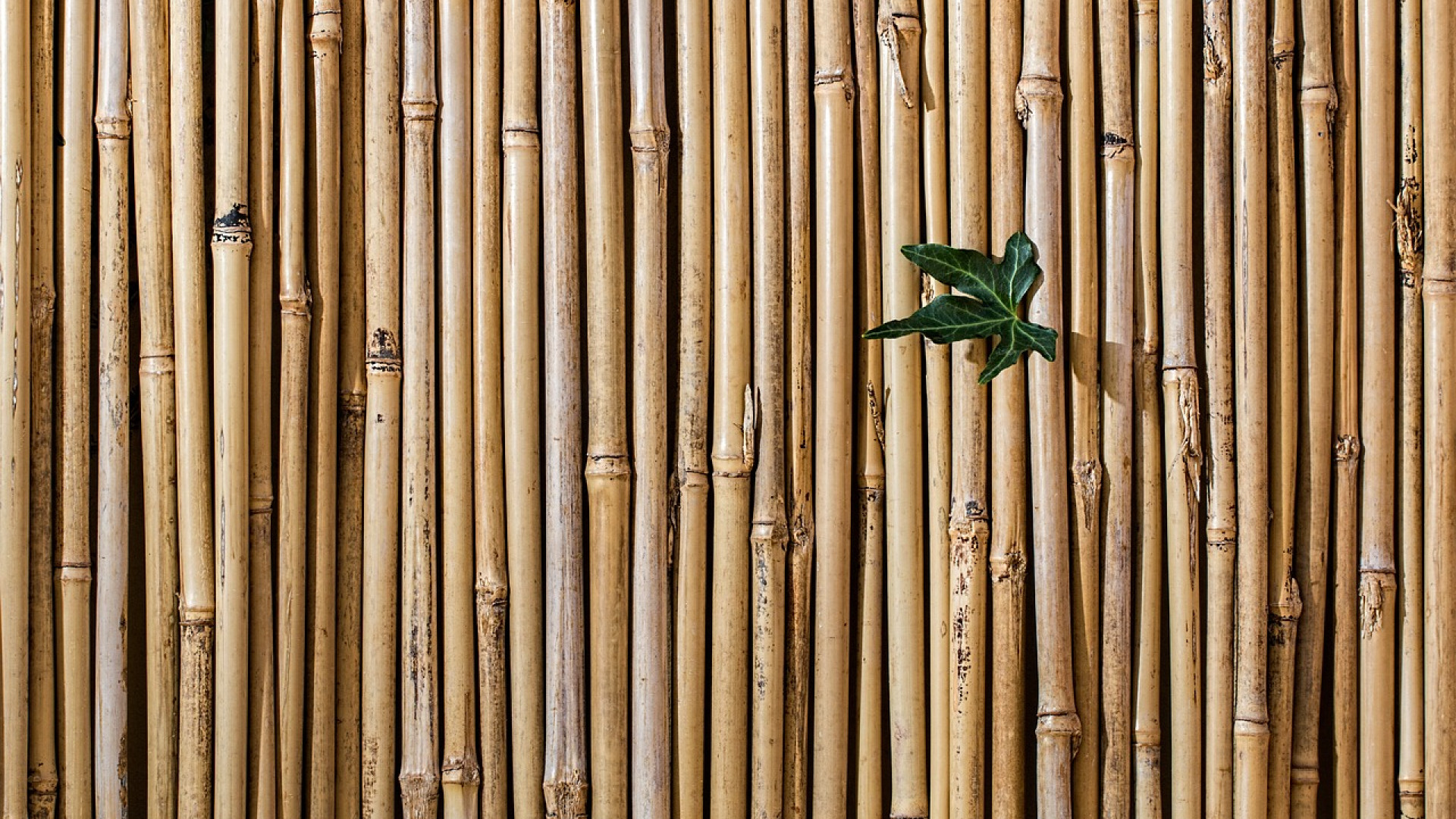 Pourquoi devrais-je choisir du bambou pour mon brise vue ?