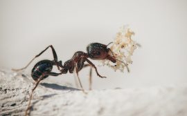 Comment se débarrasser des fourmis ?