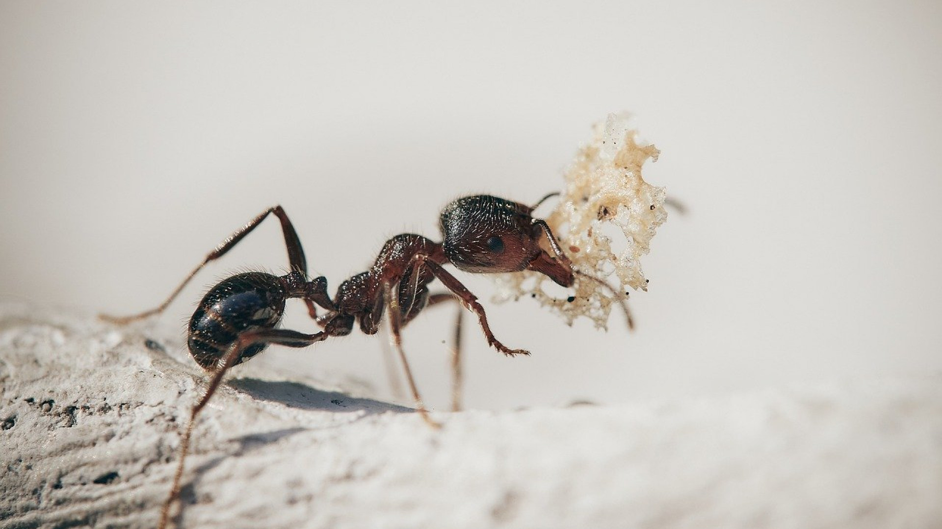 Comment se débarrasser des fourmis ?